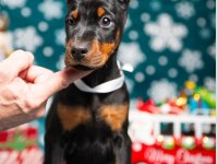 Çiftliğin efsane doberman yavruları kapıda ödemeli