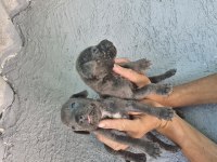 Cane Corso yavru