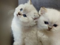 British shorthair mavi göz bebekler