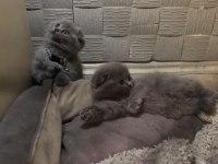 Minik scottish fold yavru kediler yeni yuvalarını arıyor