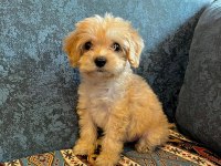Sevimli maltipoo yavrumuz yeni ailelerini bekliyor