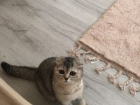 Ev arıyoruz scottish fold kızıma