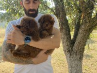 KORE DARK BROWN TOY PODDLE BEBEKLER