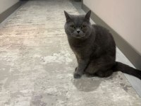 Ücretsiz 3 yaşında british shorthair