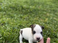 Jack russell orijinal kısa bacak kısa kuyruk
