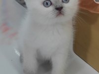 British Shorthair Kedisi