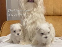Veteriner Hekim Kontrolünde Maltese Terrier Yavruları