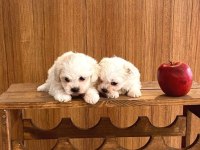 Teacup maltese bebeklerimiz