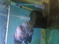 Ele alışık vahşi flowerhorn
