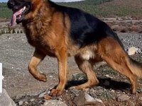 Safkan erkek alman çoban köpeği