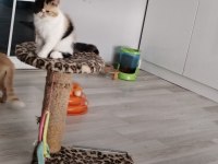 CFA KAYITLI ANNE VE BABA YAVRU KEDİMİZ