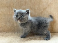 Eşsiz Güzellikte Blue British Shorthair