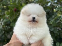 Orjinal pomeranian boo yavrum