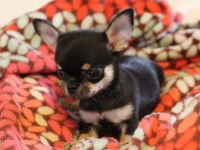 Chihuahua bebekler