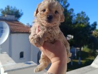 Maltipoo köpeğimiz