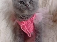 Sahiplendirme british shorthair