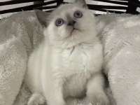 RED POINT VE BLUE POINT BRITISH SHORTHAIR YAVRULAR