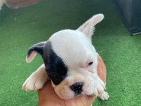 French Bulldog Yavrular Irk Sağlık Garantili
