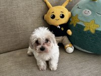 Yavru Kore Maltese