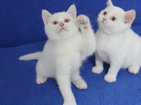 YENİ YUVASINA GİTMEYE HAZIR  BRİTİSH PONÇİKLER