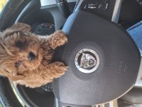 KÜT BURUN A KALİTE MALTİPOO BEBEKLER