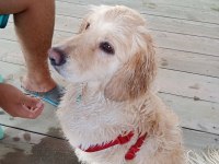 Ömürlük yuva golden retriever