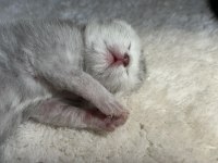 Safkan british shorthair yavrular