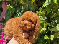 Red toy poodle yavrularımız