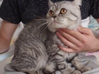Çok uysal ve tatlı british shorthair