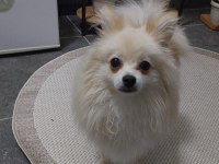 Pomeranian 8 aylık erkek köpeğimiz