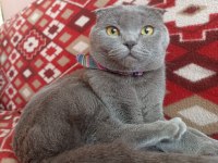 Scottish Fold Dişi Bakımları tamdır