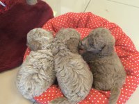 HAZİR POODLE YAVRULARIMIZ