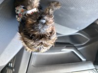 3 buçuk aylık morkie dişi