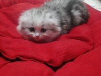 Top kafa safkan eğitimli scottish fold dişi erkek