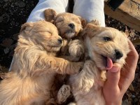 DÜNYA TATLISI MALTİPOO KALİTELİ BEBEKLER