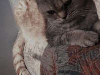 1.5 yaşında dişi scottish fold