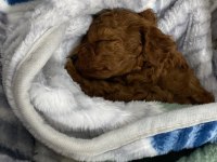 Toy Poodle Yavru