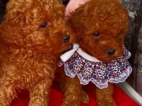 Anne Altından Poodle Irk Garantili Bebişler