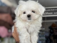 Petmode köpek çiftliğinden tea cup kore kan maltese