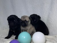 PUG MOPS BEBEKLER