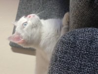 British shorthair 1 yaşında dişi