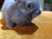 Holanda Lop Mini Lop Cuce Tavşan Yavrulari Gonderim Var