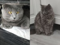 Erkek british longhair