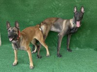 Maskeli malinois yavrular