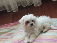 3 aylık Maltese karma aşıları tam