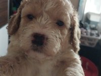 Harika Maltipoo yavruları