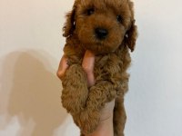 Anne Altından Safkan Toy Poodle Yavrularım