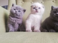 Scottish Fold Kedim