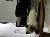 2,5 aylık erkek scottish fold