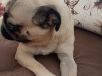 5 yaşında kızım için yuva pug